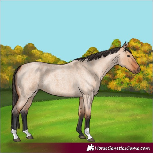Horse Color:Unknown 