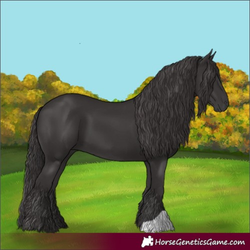 Horse Color:Smoky Black 