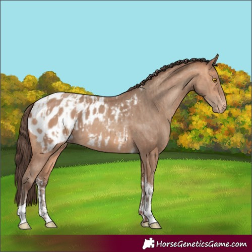Horse Color:Amber Champagne Sabino Tobiano Appaloosa  and Amber Champagne Sabino Tobiano Appaloosa Rabicano 