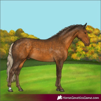 Horse Color:Chocolate Palomino 