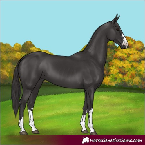 Horse Color:Smoky Black 