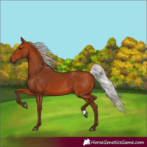 Horse Color:Unknown 