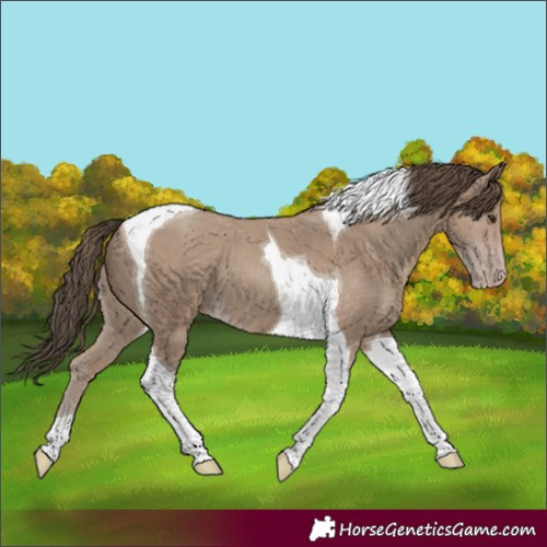 Horse Color:Classic Champagne Tobiano