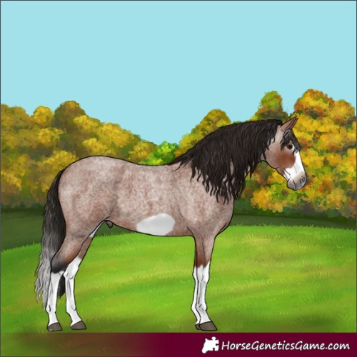 Horse Color:Gray Bay Roan Splash Frame