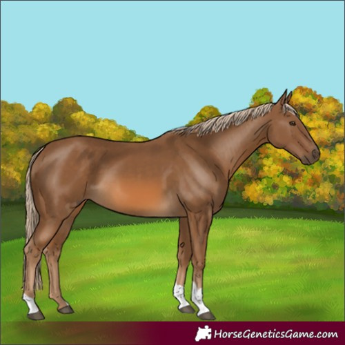 Horse Color:Chocolate Palomino 