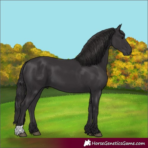 Horse Color:Unknown 