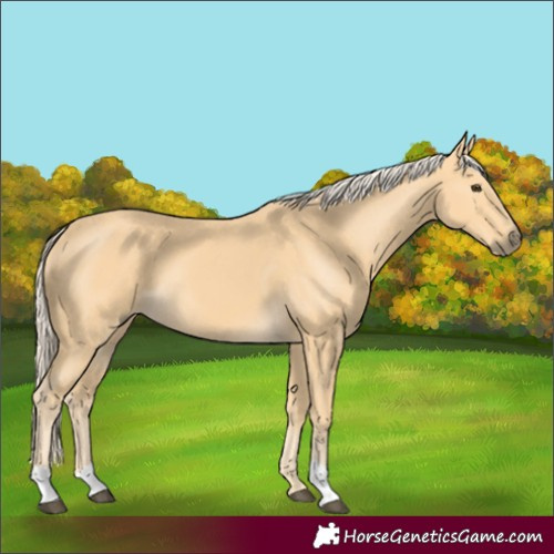 Horse Color:Palomino