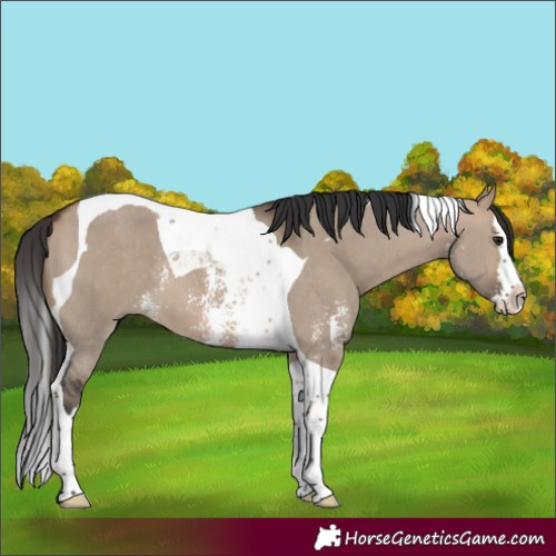 Horse Color:Brown Dun Sabino Splash Tobiano