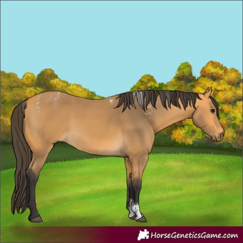 Horse Color:Powder White Buckskin