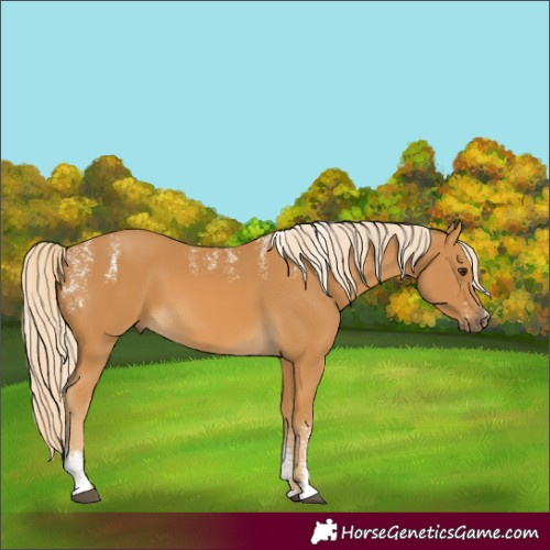 Horse Color:Powder White Palomino 