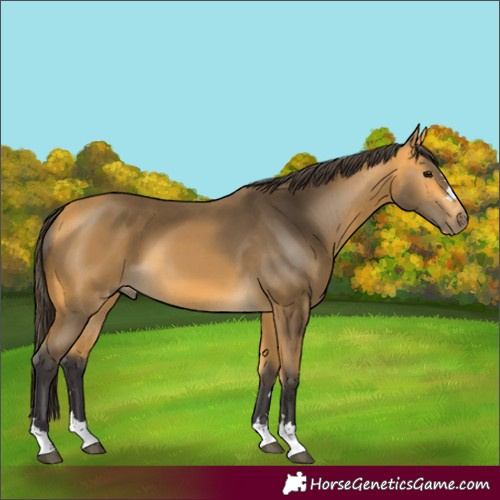 Horse Color:Buckskin 