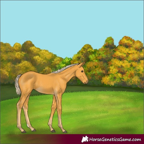 Horse Color:Palomino 