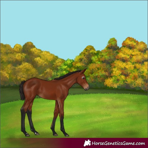 Horse Color:Gray Bay 