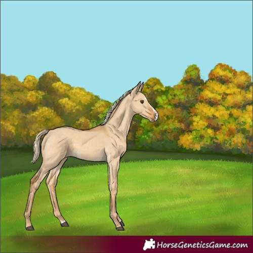 Horse Color:Palomino Dun Splash 