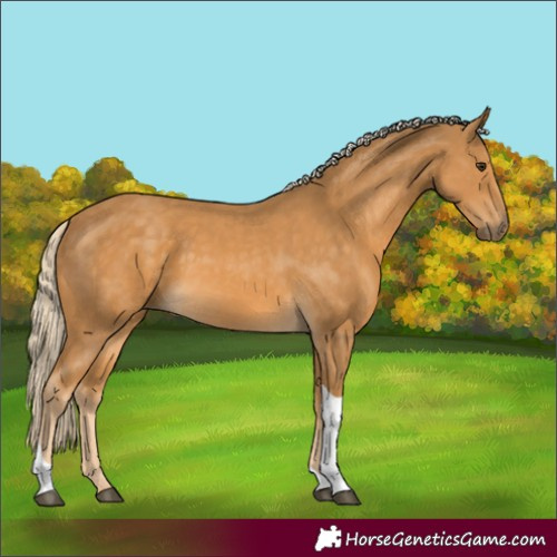 Horse Color:Palomino Tobiano 
