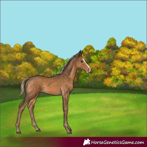 Horse Color:Chocolate Palomino Splash 