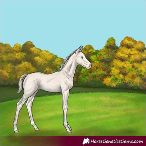 Horse Color:Cremello 