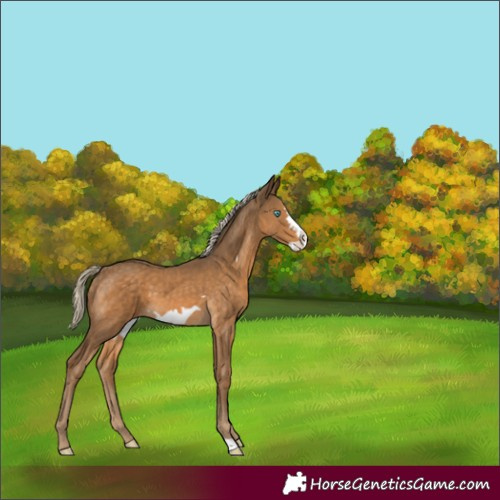 Horse Color:Chocolate Palomino Frame 