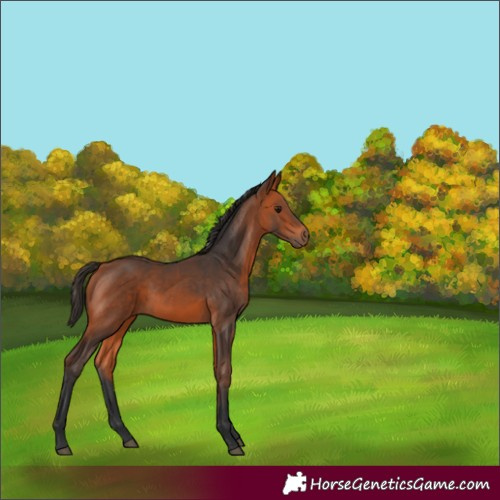 Horse Color:Bay 