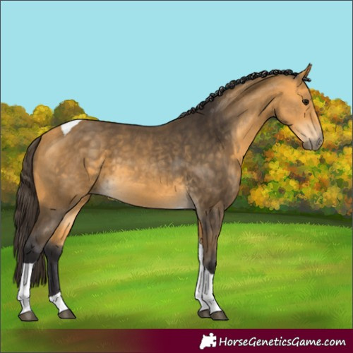 Horse Color:Buckskin Tobiano 