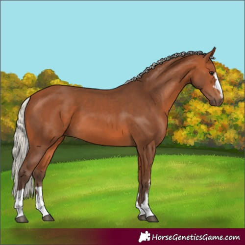 Horse Color:Silver Bay 