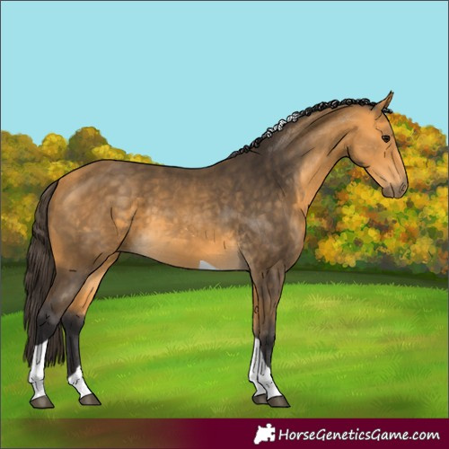 Horse Color:Buckskin Tobiano 