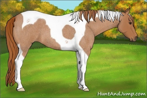Horse Color:Red Roan Tobiano 