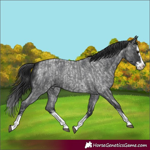 Horse Color:Blue Roan Sabino Splash  and Blue Roan Sabino Splash 