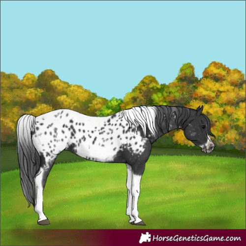 Horse Color:White Spotted Black Splash Tobiano Frame Appaloosa 
