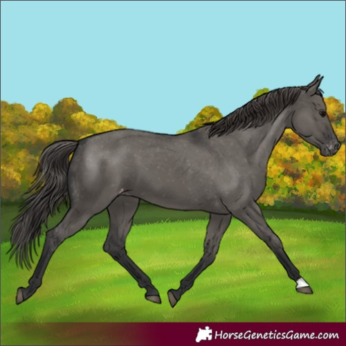 Horse Color:Grullo Appaloosa 