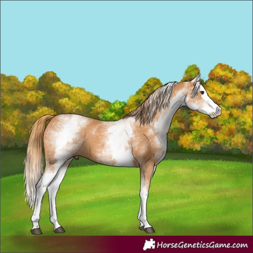 Horse Color:White Spotted Chestnut Splash 