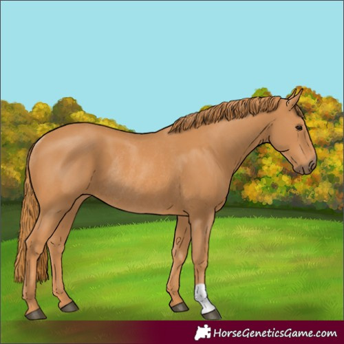 Horse Color:Chestnut Rabicano 