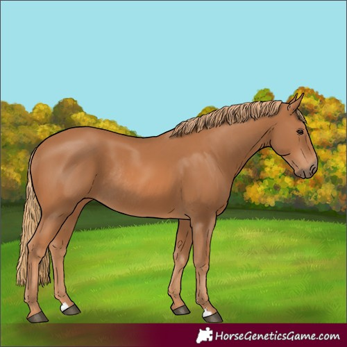 Horse Color:Chestnut Rabicano 