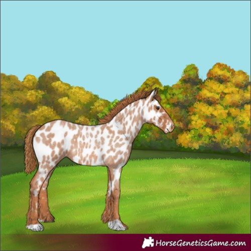 Horse Color:Red Roan Appaloosa 