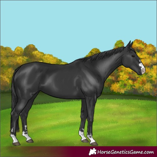 Horse Color:Black 