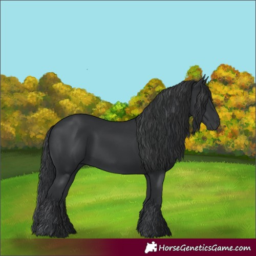 Horse Color:Black 