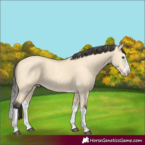 Horse Color:Buckskin Dun Splash 