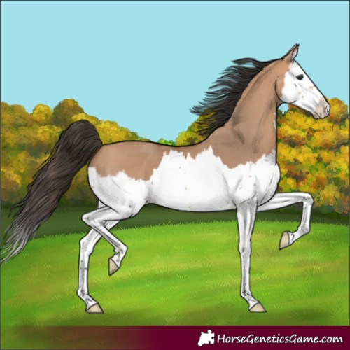 Horse Color:Bay Dun Splash 