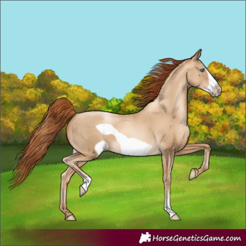 Horse Color:Gray Amber Cream Champagne Pearl Frame 