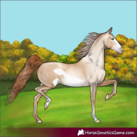 Horse Color:Gray Amber Cream Champagne Pearl Frame 