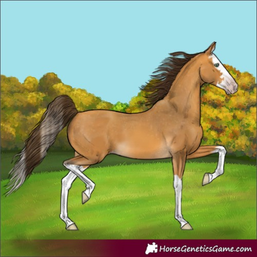 Horse Color:Gray Amber Cream Champagne Splash Appaloosa