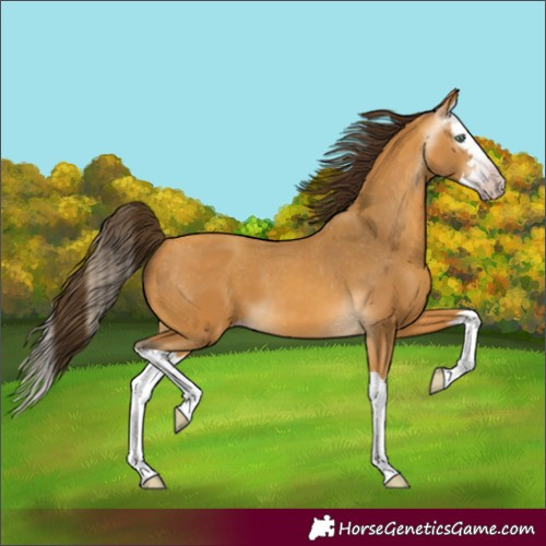 Horse Color:Gray Amber Cream Champagne Splash Appaloosa 