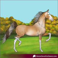 Horse Color:Gray Amber Cream Champagne Splash Varnish