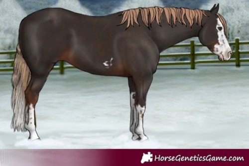 Horse Color:Liver Chestnut  and Liver Chestnut Splash 