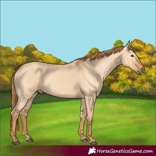 Horse Color:Red Dun 