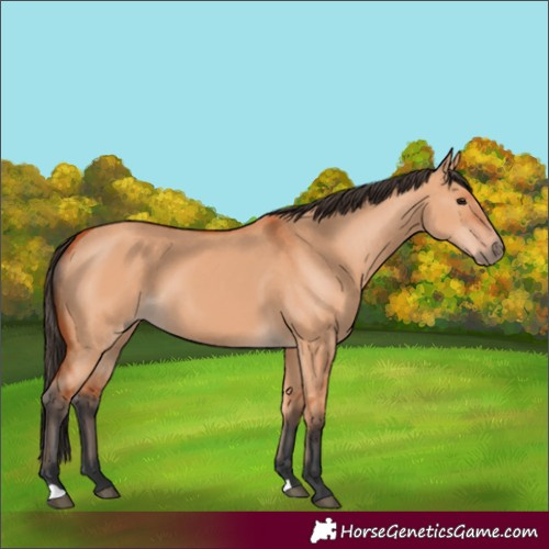 Horse Color:Bay Dun