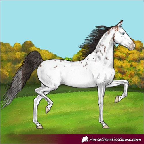 Horse Color:Bay Splash Appaloosa