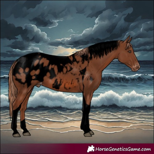 Horse Color:Void Chestnut Tobiano Appaloosa 