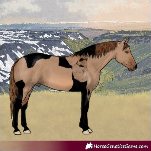 Horse Color:Void Red Dun Tobiano