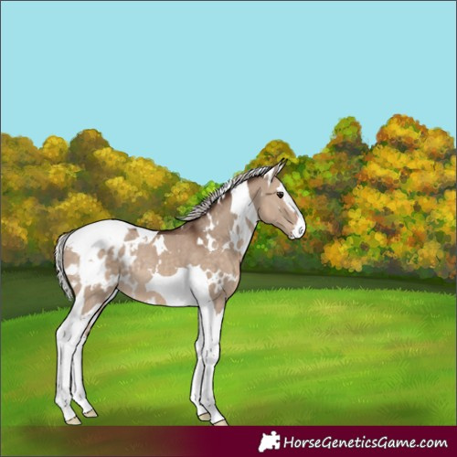 Horse Color:White Spotted Silver Brown Dun Splash Tobiano Appaloosa Rabicano 